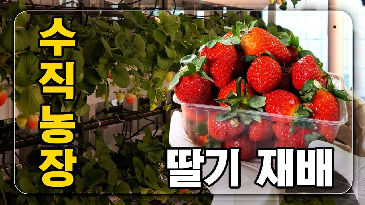 딸기수직농장 재배 영상 — 평택