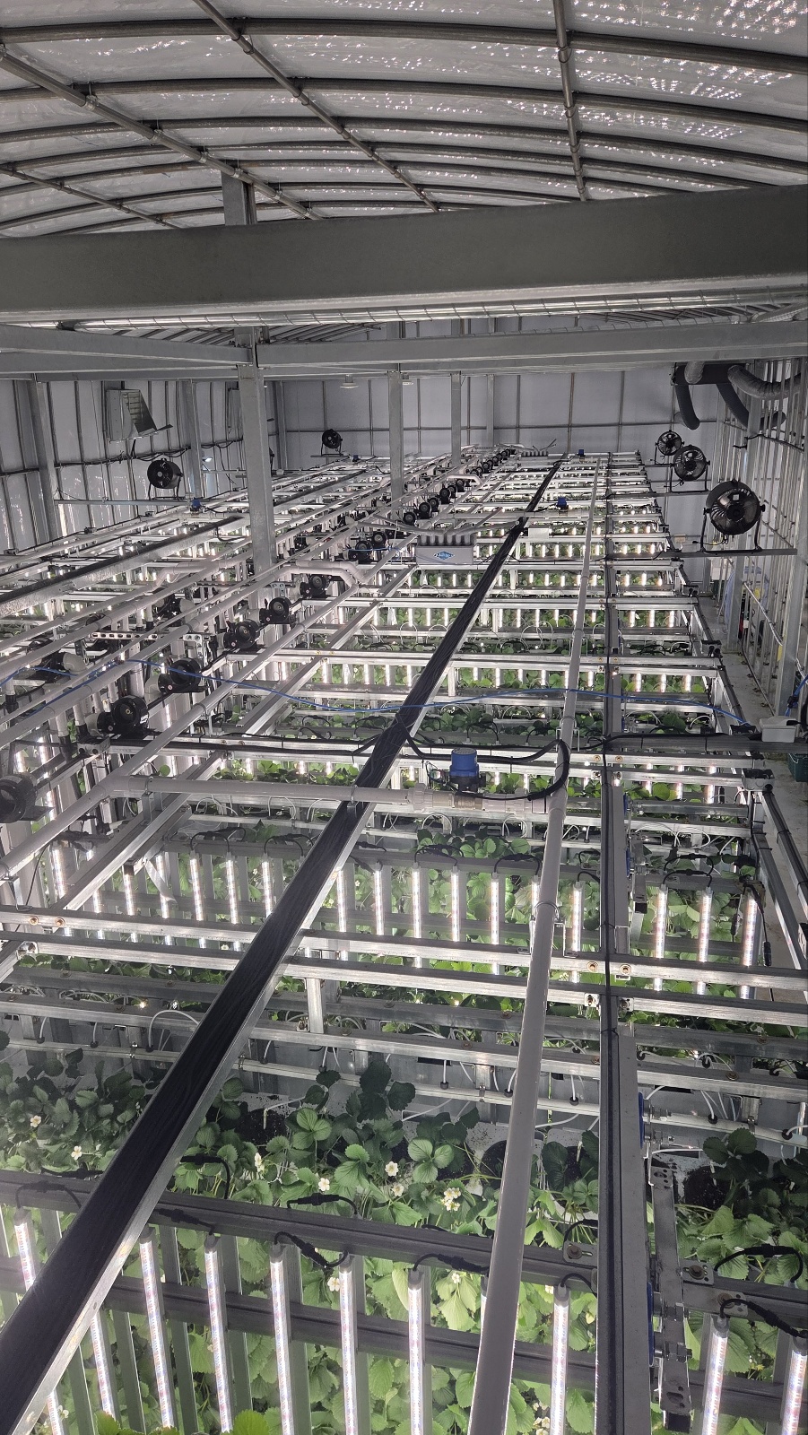 Strawberry vertical farm grow room — Naju